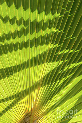 Wall Art - Photograph - Structure of green palm leaf with shadows 1 by Adriana Mueller