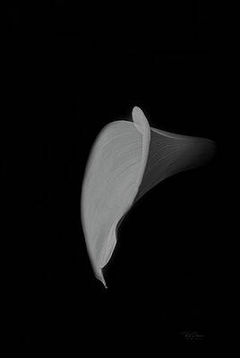 Wall Art - Photograph - Study in Form  Lily Side by Bill Posner