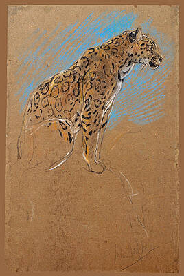 Study Of A Jaguar Print by John Macallan Swan