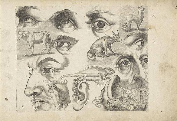 Study Sheet With Drawing Examples Eyes Painting By Artistic Panda