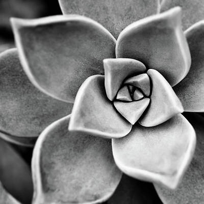 Wall Art - Photograph - Succulent in Black and White by Arina Gallery