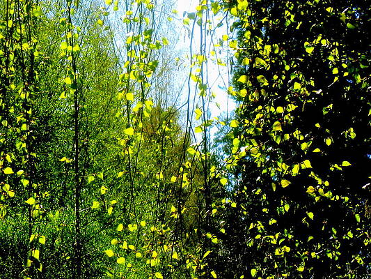 Summer curtain by Pauli Hyvonen Summer curtain by Pauli Hyvonen