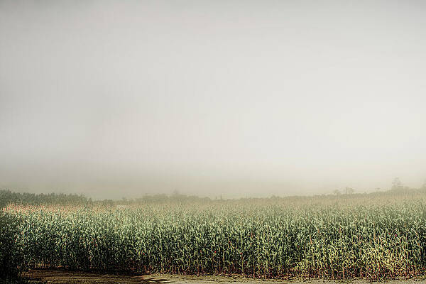 Summer Dust Cornfield by Bob Orsillo Summer Dust Cornfield by Bob Orsillo