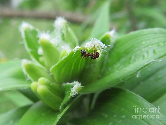 summer garden ant by REINA RESTO summer garden ant by REINA RESTO