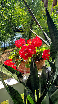 Summer Geraniums by Kenny Glover Summer Geraniums by Kenny Glover