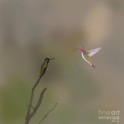  Digital Art - Summer Hummingbird by Zec Sans