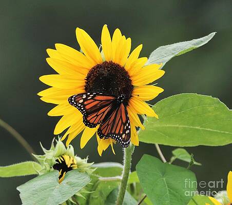 Summer Joy by Karen Silvestri Summer Joy by Karen Silvestri