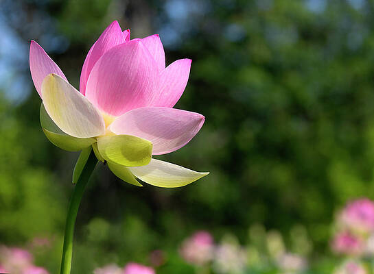 Summer Lotus by Art Cole Summer Lotus by Art Cole