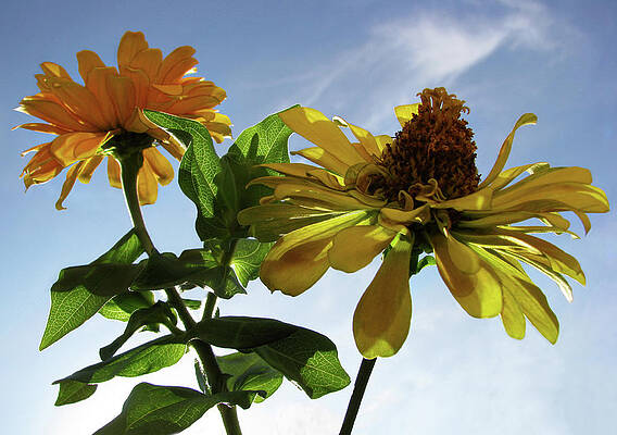Summer Sky Flowers 1 AUG 2020 by Jaeda DeWalt Summer Sky Flowers 1 AUG 2020 by Jaeda DeWalt