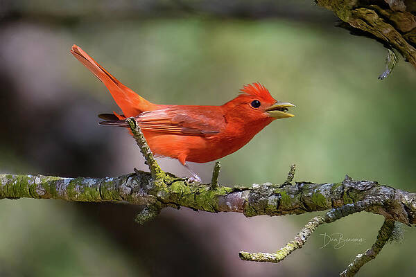 Wall Art - Photograph - Summer Tanager #5394 by Dan Beauvais