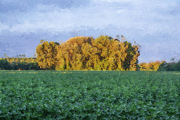 Summer Trees and grass field at dawn by Davide Checchini