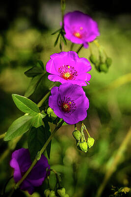 Sun lit purple flowers by Zpixtion Sun lit purple flowers by Zpixtion