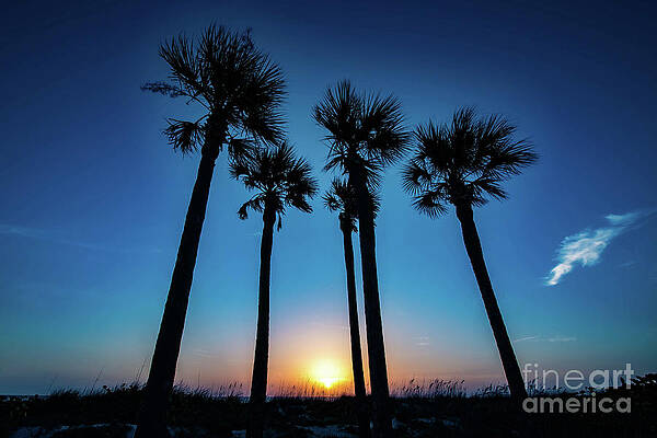 Wall Art - Photograph - Sun Setting Under the Palms by Beachtown Views