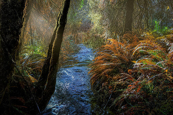 Sun Shower by Bill Posner Sun Shower by Bill Posner