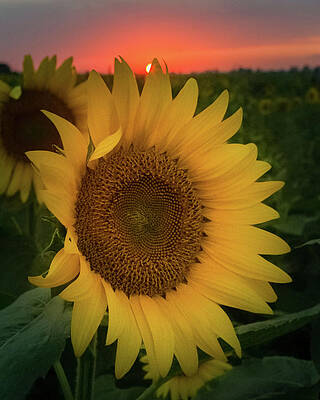 Sunburst Sunflower by Joe Kopp Sunburst Sunflower by Joe Kopp