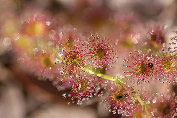 Sundew Macro 2 by Michaela Perryman Sundew Macro 2 by Michaela Perryman
