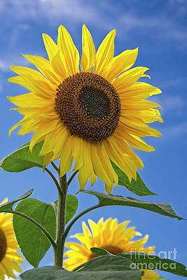 Sunflower and Blue Sky - Helianthus by Martyn Arnold Sunflower and Blue Sky - Helianthus by Martyn Arnold