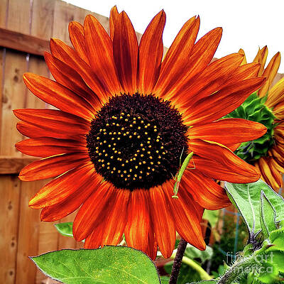 Sunflower and Preying Mantis by Denise Bruchman Sunflower and Preying Mantis by Denise Bruchman