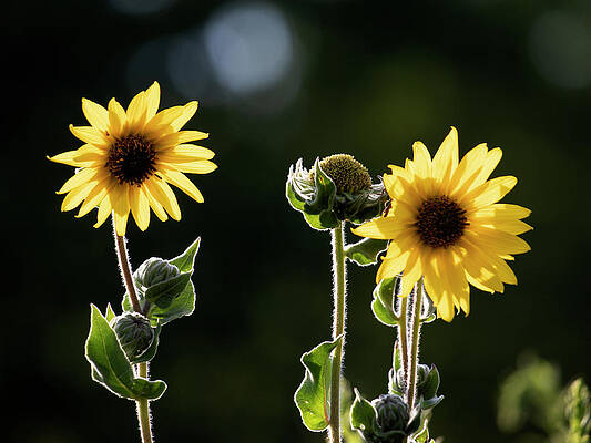 Sunflower Collection - top by Mark Berman Sunflower Collection - top by Mark Berman