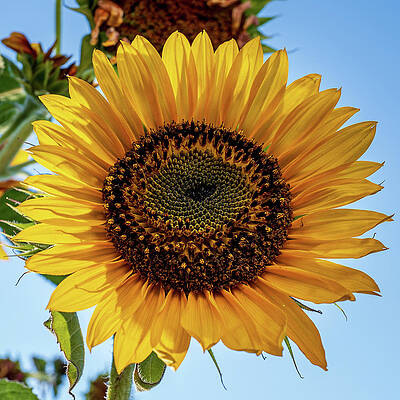 Sunflower Shining Bright by Monica Guidi