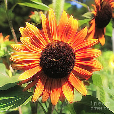 Sunflower Summer 2021 by Karen Silvestri Sunflower Summer 2021 by Karen Silvestri