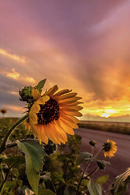 Sunflower Sunset by Joe Kopp Sunflower Sunset by Joe Kopp