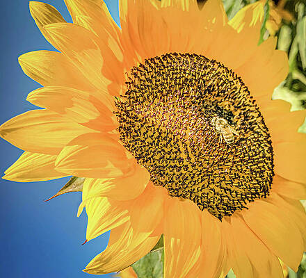Sunflower Sunspot by Rebecca Herranen Sunflower Sunspot by Rebecca Herranen