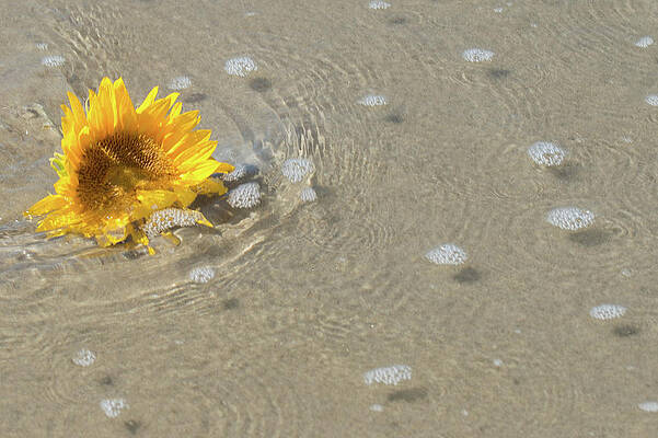 Wall Art - Photograph - Sunflower - Surfers Paddle Out - Tribute by Bonnie Colgan