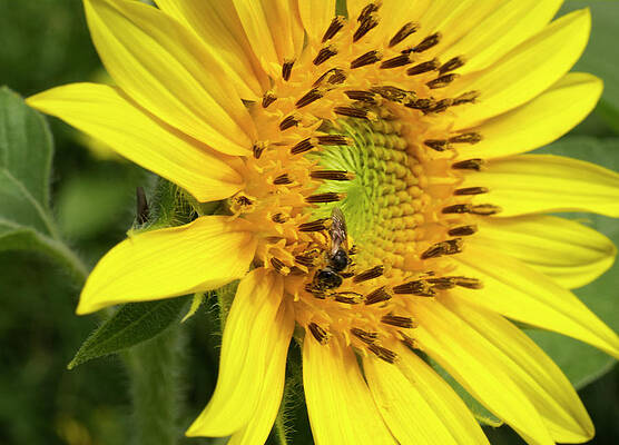 Wall Art - Photograph - Sunflower with Insect Facing to the right by Iris Richardson