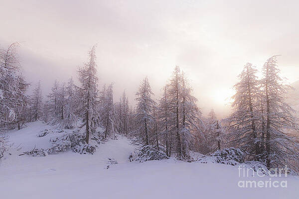 Sunlight and spruce forest by Patrik Lovrin Sunlight and spruce forest by Patrik Lovrin