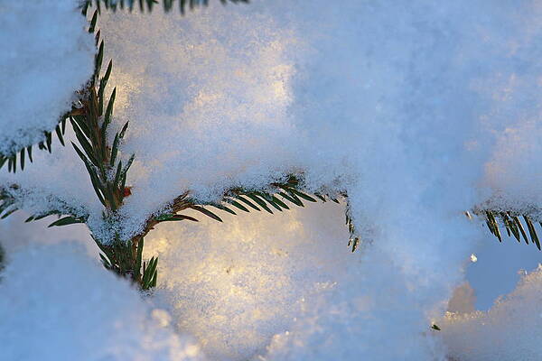 Sunlight is shining through freshly fallen snow by Ulrich Kunst And Bettina Scheidulin Sunlight is shining through freshly fallen snow by Ulrich Kunst And Bettina Scheidulin