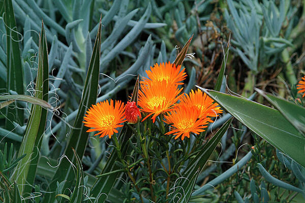 Sunlight of Flowers on a Dark Day by Bonnie Follett Sunlight of Flowers on a Dark Day by Bonnie Follett