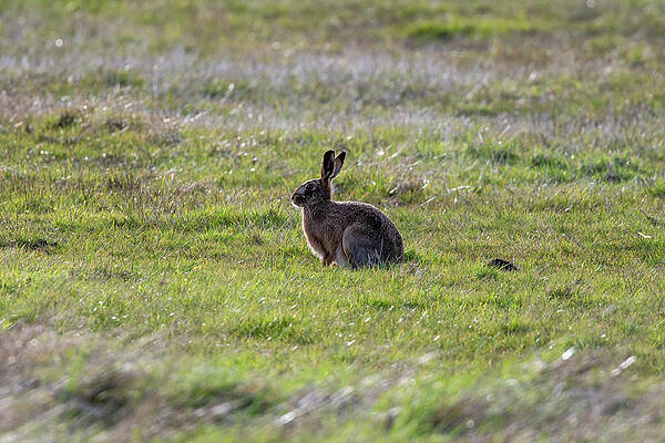Sunlit Brown Hare by Mark Hunter Sunlit Brown Hare by Mark Hunter