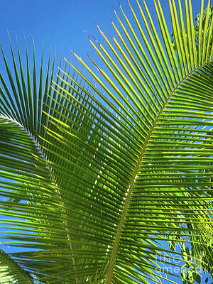 Lush Palm Leaves Against Blue Sky Wall Art