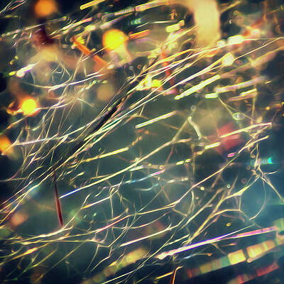 Sunlit Rainbow Spider Web by Yulia Kazansky Sunlit Rainbow Spider Web by Yulia Kazansky