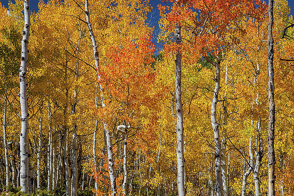 Sunny Colorful Aspen Tree Mix by James BO Insogna Sunny Colorful Aspen Tree Mix by James BO Insogna