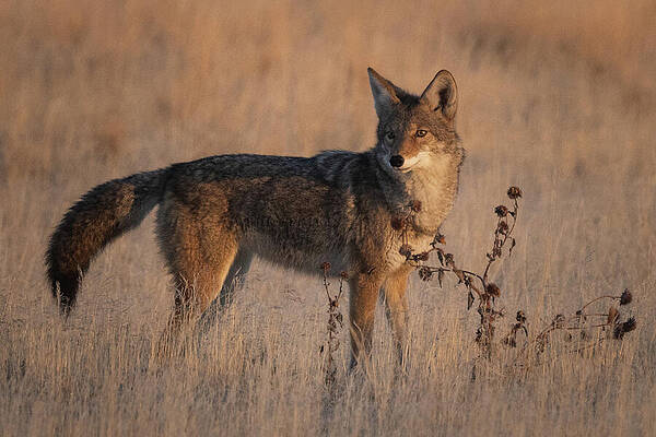 Wall Art - Photograph - Sunrise Coyote by Julie Argyle