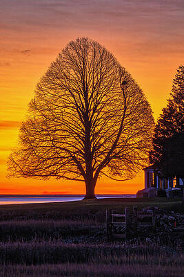 Wall Art - Photograph - Sunrise Gift for Tree Lovers by Juergen Roth