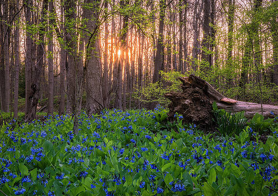 Sunrise in the Bluebell Forest by Arthur Oleary Sunrise in the Bluebell Forest by Arthur Oleary