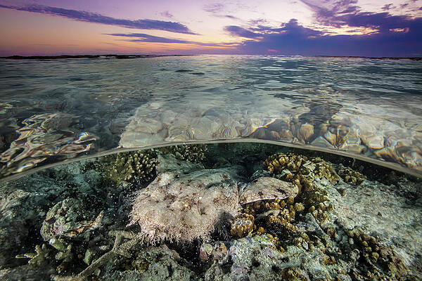 Sunset at low tide on the reef, a shark lurks below the surface by Jemma Craig