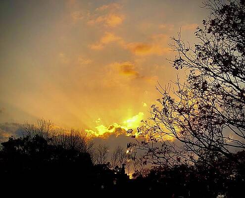 Sunset Forest by Tanya Sigler