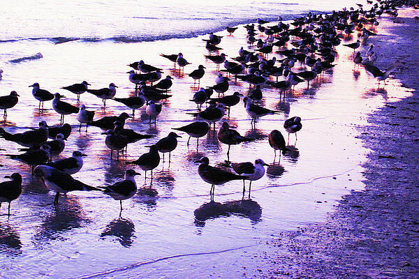 Wall Art - Photograph - Sunset Gulls - Seagull Beach Art by Sharon Cummings