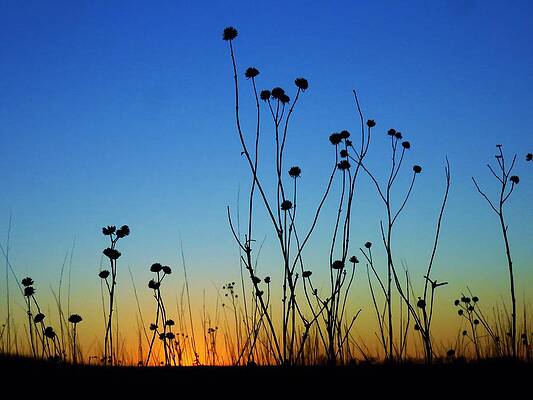 Sunset on the Prairie by Lori Frisch Sunset on the Prairie by Lori Frisch