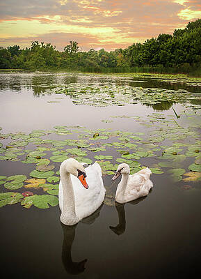 Sunset Swans by Karen Varnas Sunset Swans by Karen Varnas