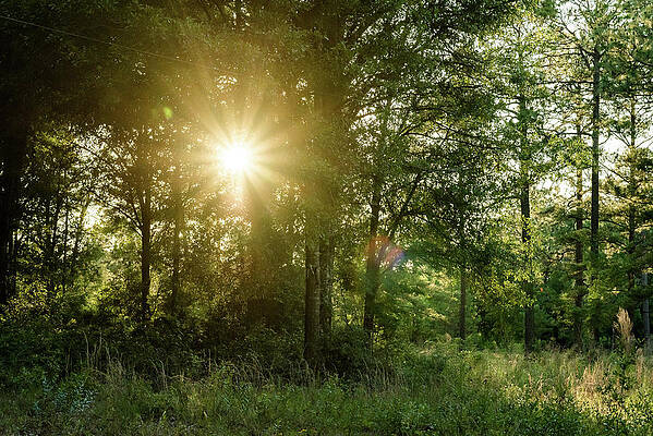 Sunsetting Through The Pines by Stephanie Perry