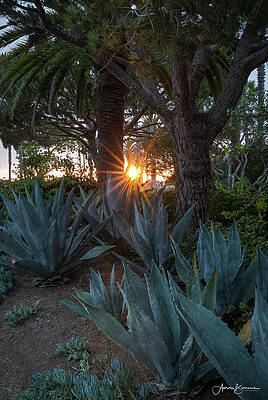 Sunstar Over the Agave Forest by Aaron Burrows Sunstar Over the Agave Forest by Aaron Burrows