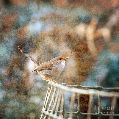 Superb Fairy-Wren by Russell Brown Superb Fairy-Wren by Russell Brown
