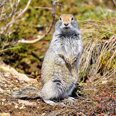 Supercooling Squirrel - Denali, Alaska by KJ Swan Supercooling Squirrel - Denali, Alaska by KJ Swan