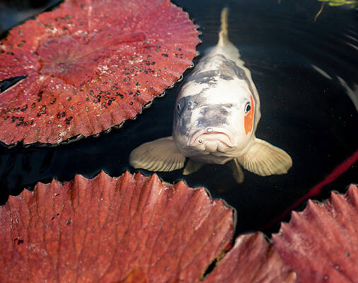 Wall Art - Photograph - Surly carp looking at camera by Steven Heap