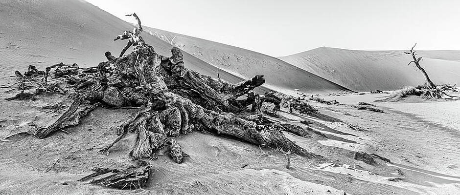 Surreal Deadvlei by ROAR AFRICA by Rockford Draper Surreal Deadvlei by ROAR AFRICA by Rockford Draper